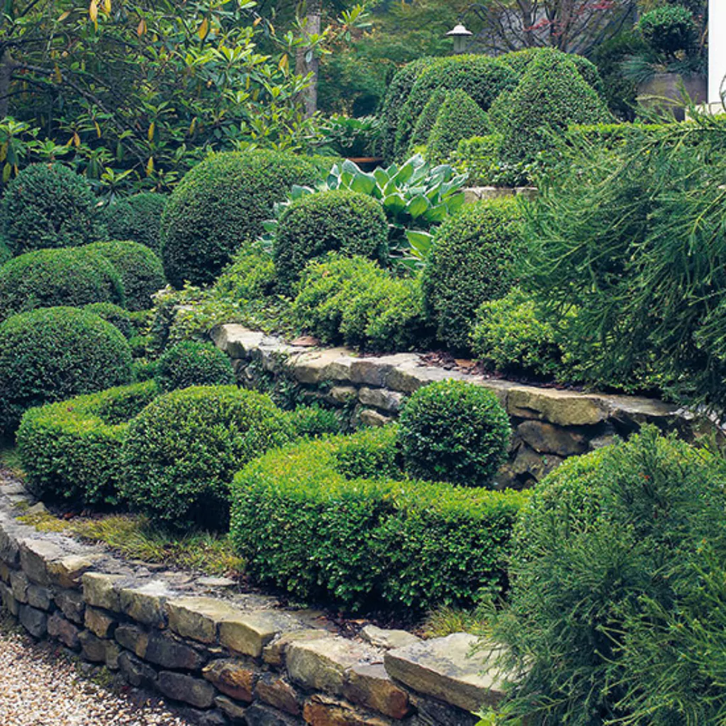 A boxwood plant in a patio with retaining walls.