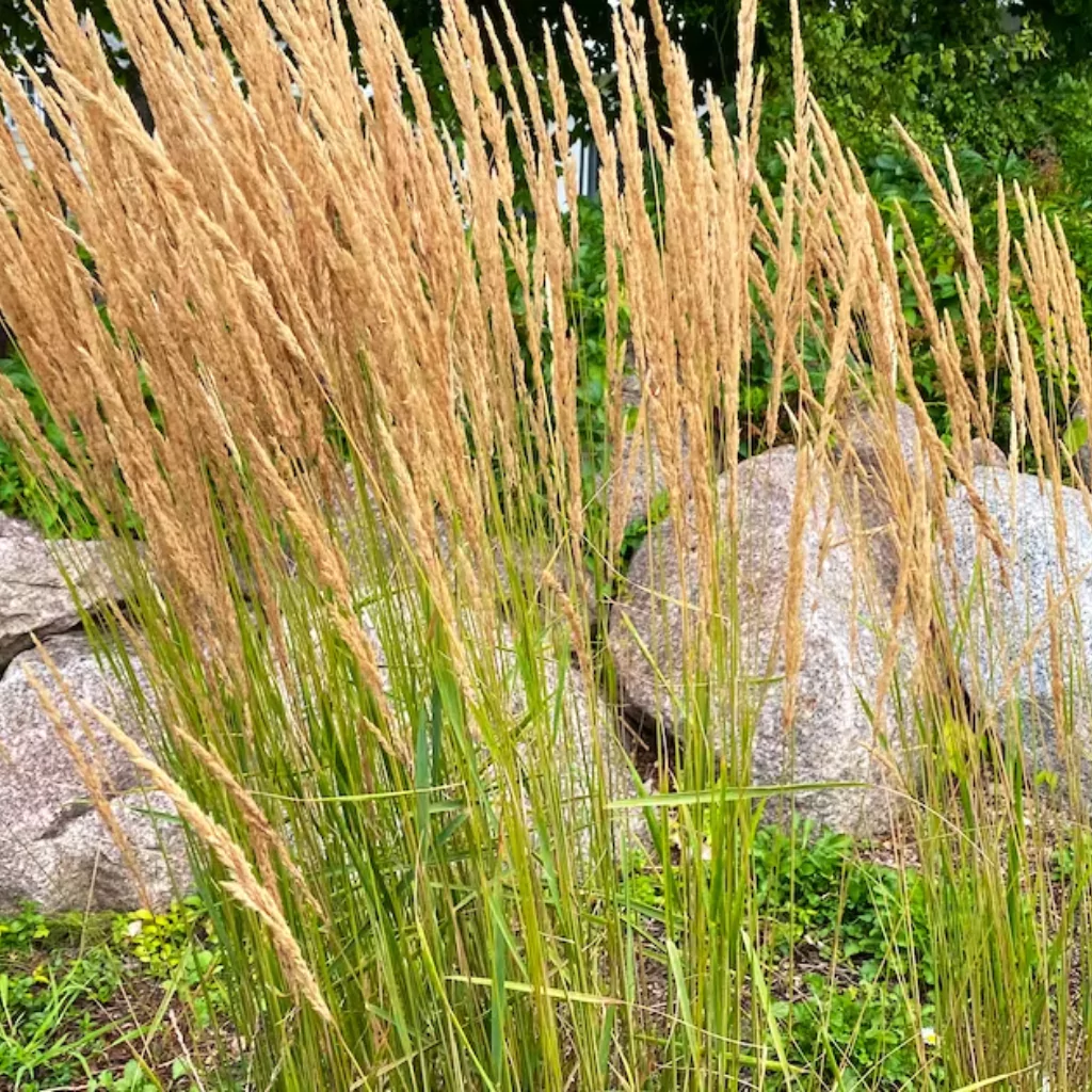 Reed grass in a patio with some stone elements around it.