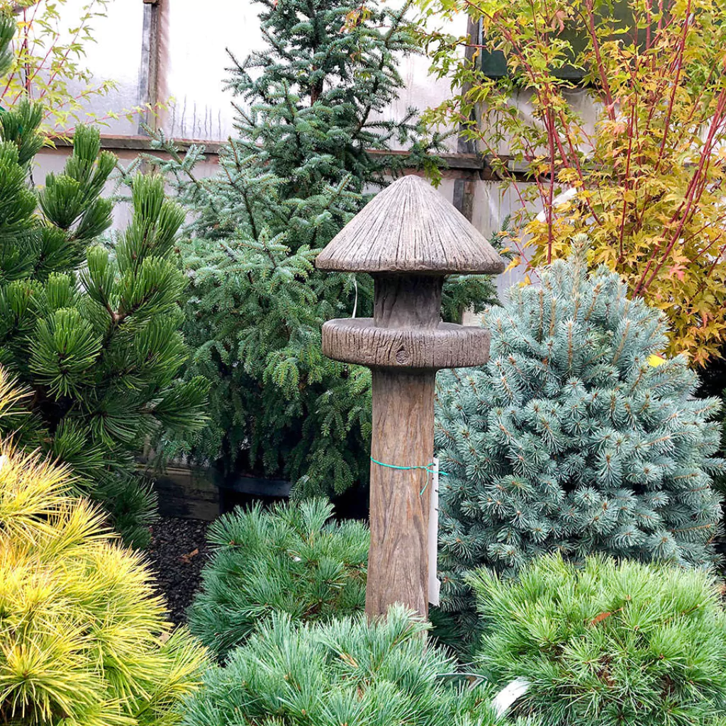 A group of conifers in a patio . They are mixed with rocks and other hardscaping elements 