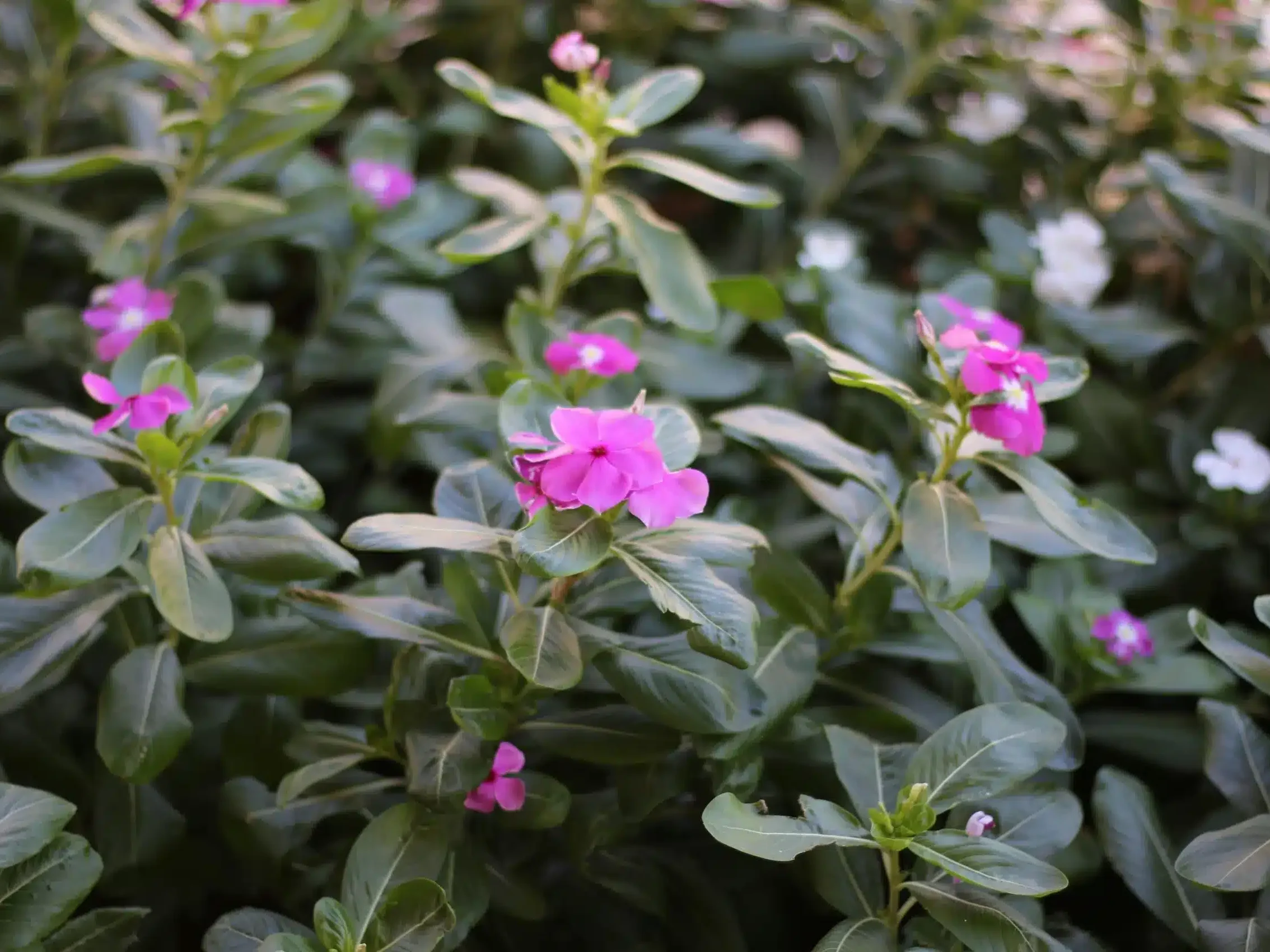 Designing a Multi-Season Patio: From Holiday to Spring Ready 5 Close-up of vibrant pink and white Vinca (Periwinkle) flowers, a heat-tolerant choice often used by SunSouth Carolinas in landscape designs for long-lasting color in Charlotte/Raleigh gardens.